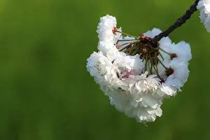 White Cherry Blossoms Prints: White cherry tree blossoms in spring, close up