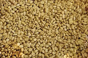 Empty White Background Prints: White Cofee beans drying close up background