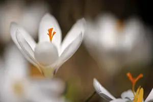 Botanical Detail View Prints: White crocus (Crocus) crocus meadow at back