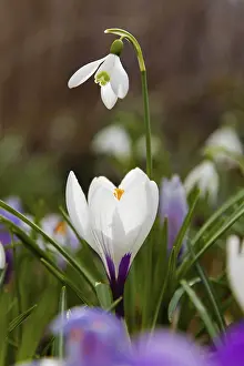 Lower Austria Nature Prints: A white crocus and a snowdrop in the grass blooming in spring