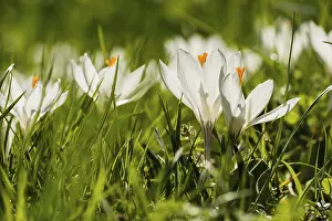 Close Up Crocus Blossom Prints: White crocuses (Crocus sp.), spring meadow