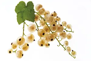 Indoor Plant Care Prints: White currants (Ribes)