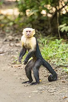 Central America Primates Prints: White-Faced Capuchin Monkey (Cebus Capucinus)
