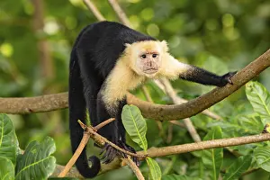 New World Monkeys Prints: White-Faced Capuchin Monkey (Cebus Capucinus)