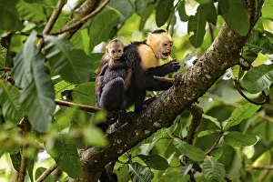 New World Primate Photos Prints: White-Faced Capuchin Monkey (Cebus Capucinus)