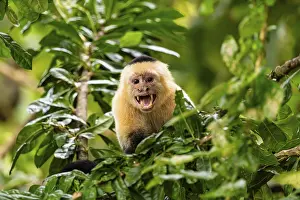 New World Monkeys Habitat Prints: White-Faced Capuchin Monkey (Cebus Capucinus)