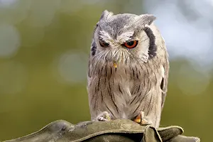 Related Prints: White-faced Owl Print
