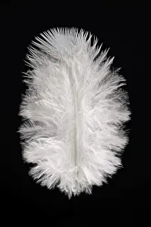 Empty Germany Landscape Photo Prints: White feather, indeterminate, Germany