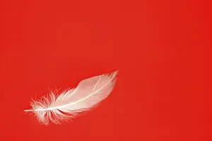 Deserted Studio Background Photo Prints: White feather on red, lightness