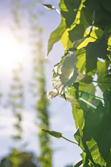 Southern Germany Farming Prints: White flower and leaf in the sunlight