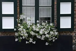 Ornamental Plant Garden Prints: White geraniums at window, Pelargonium