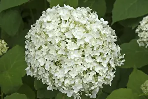 Hydrangeaceae Plant Prints: White hydrangea blossom (hydrangea)