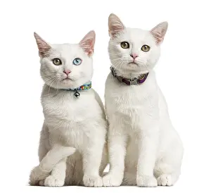 Domestic Cat Images Prints: Two White kittens siting in front of a white background