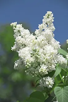 Close Up Plant Prints: White lilac