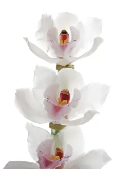 White Blossom Plant Prints: White Orchids
