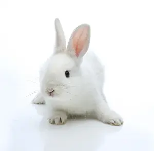 White Rabbit Prints: White rabbit