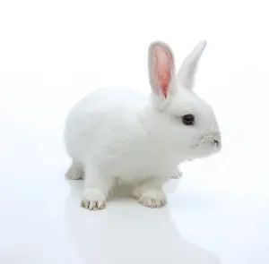 White Rabbit Prints: White rabbit
