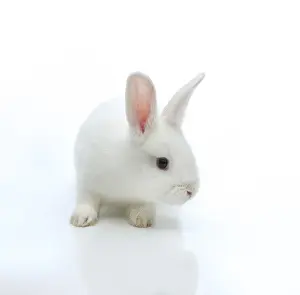 Lagomorpha Animal Prints: White rabbit