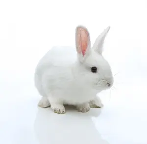 Lagomorpha Mammal Photo Prints: White rabbit