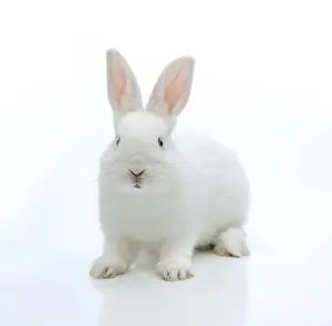 Lagomorpha Mammal Images Prints: White rabbit