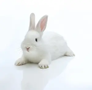 White Rabbit Prints: White rabbit