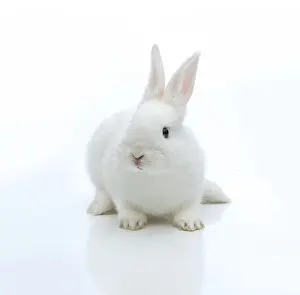 Lagomorpha Animal Prints: White rabbit