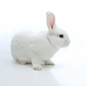 White Rabbit Prints: White rabbit