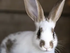 Lagomorpha Animal Photo Prints: White rabbit with blask spots. Close up