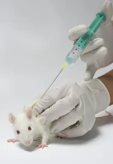 Hypodermic Syringe Use Prints: White rat getting an injection