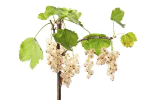 Fruit On White Ground Prints: White redcurrant (Ribes rubrum)