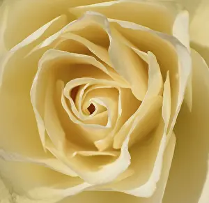 Close Up Rose Photo Prints: White rose
