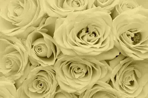 Colorful Roses Prints: White roses