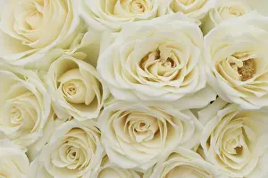 White Roses Prints: White roses