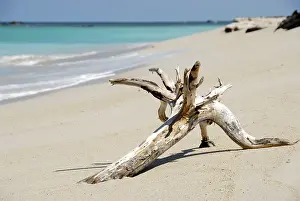 White Sandy Beach Prints: White sandy beach, tree root washed ashore