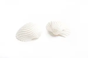 Uninhabited Beachfront Prints: Two white seashells with textured surfaces positioned on a plain background