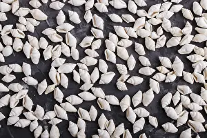 Seashell Pattern Prints: White small seashells pattern on a black concrete background
