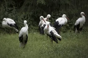 Animals In Natural Habitat Prints: White storks in a clearing in the wild