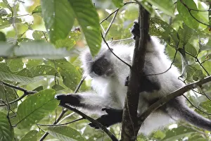 Old World Monkey Images Prints: White-thighed surili, or leaf monkey