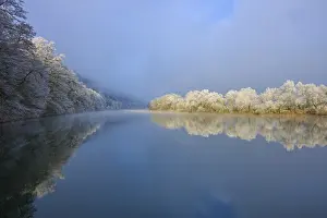 Baden Wurttemberg Winter Landscapes Prints: White trees are reflected in the river