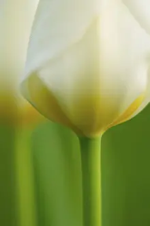 Botanical Images Prints: White tulips