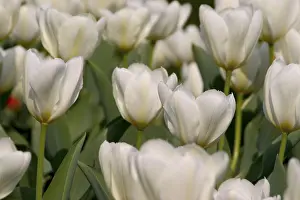 Spring Awakening Prints: White tulips