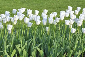 Spring Blooming Flowers Prints: White tulips