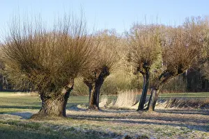 Prints of White willow (Salix alba), winter, Dortmund, Ruhr area, North Rhine-Westphalia, Germany Dortmund Prints: White Willow Print, Dortmund, Germany
