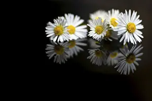 Black Background Prints: Several white and yellow daises reflected in plain black surface