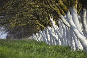 Deserted Green Meadow Prints: Whitewashed tree trunks along the road