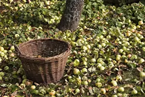Fruit Growing In Europe Prints: A wicker basket under an apple tree