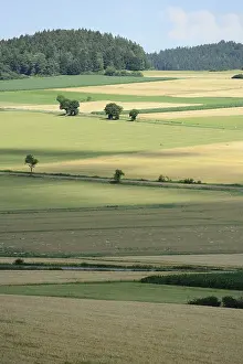 Bavarian Countryside Prints: Wide fields with single trees under a blue sky