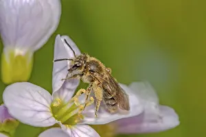 Natural Habitat Wildlife Images Prints: Wild bee, the exact classification based on the picture was not yet possible for me