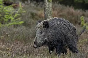 Wildlife In Southern Denmark Prints: Wild boars (Sus scrofa) must also ease themselves