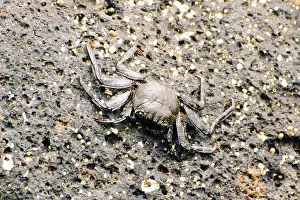 Coastal Area Animals Prints: Wild crabs on the rocks